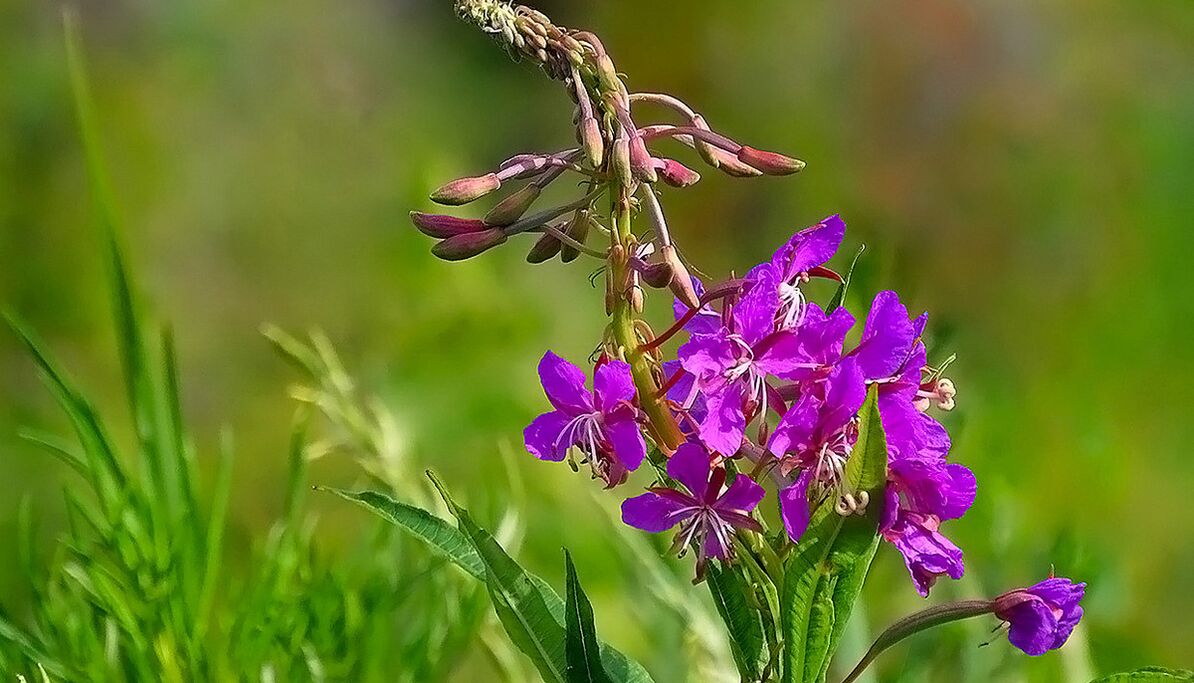 Fireweed in RevitaCheers